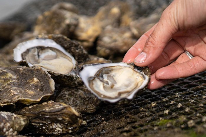 cromane oysters