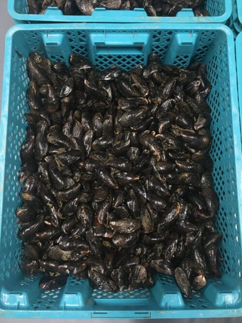 fresh mussels