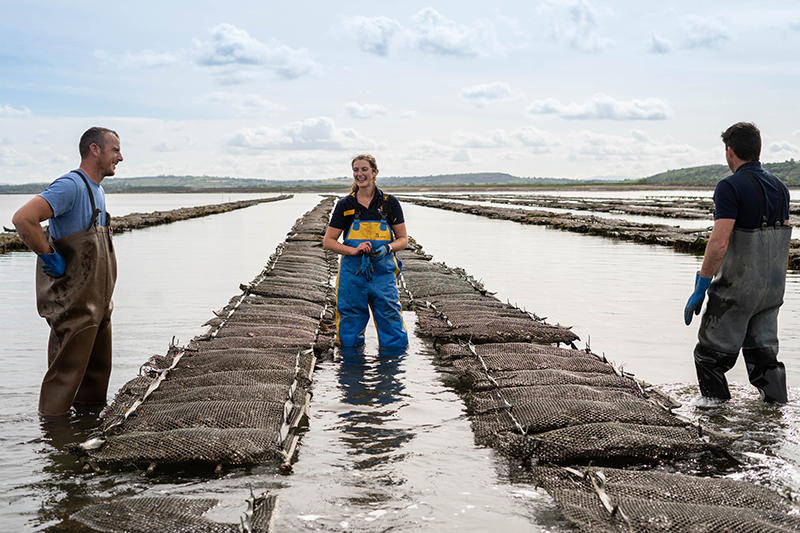 Fresh Rock Oyster Beds