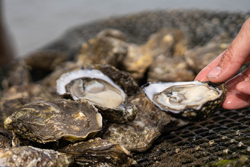 Fresh Rock Oysters