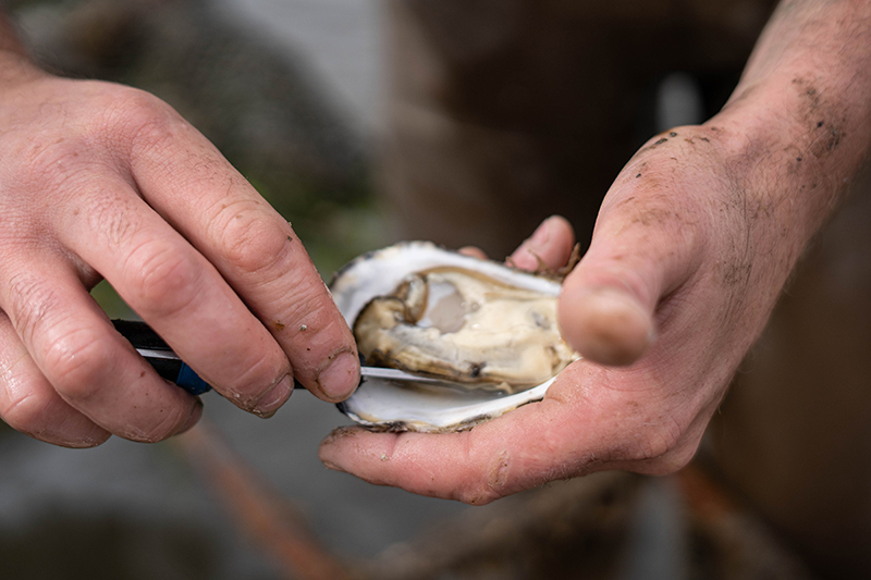 Fisherman shucking Oysters