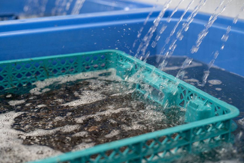 Mussel Purification Mussel Purification