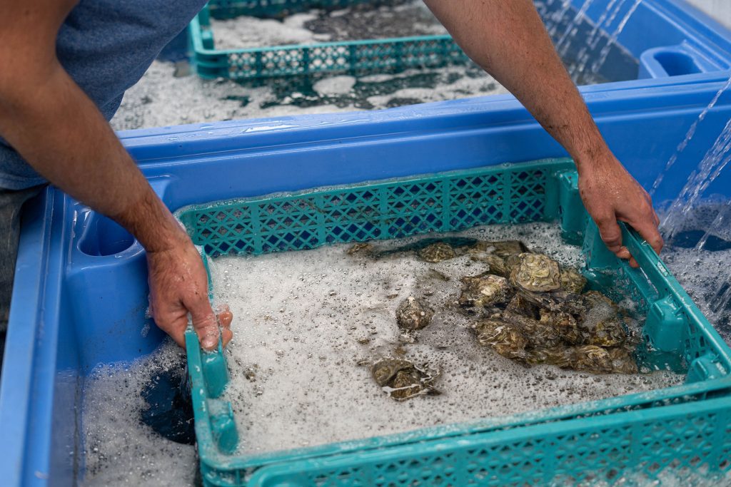 Oyster Purification Oyster Purification