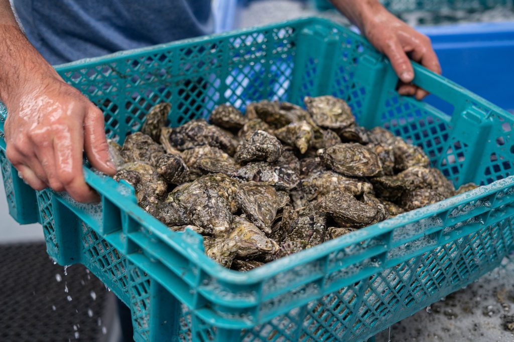 shellfish purification shellfish purification